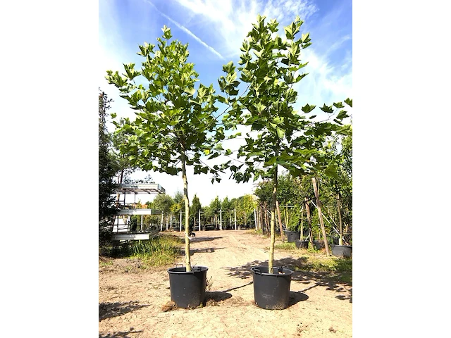 2x plataan platanus hispanica, ca. 3 m hoog - afbeelding 1 van  1