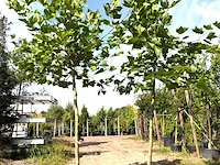 2x plataan platanus hispanica, ca. 3 m hoog - afbeelding 1 van  1