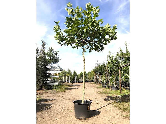 2x plataan platanus hispanica, dakboom, ca. 200 cm stamhoogte - afbeelding 1 van  2