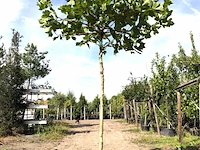 2x plataan platanus hispanica, dakboom, ca. 200 cm stamhoogte - afbeelding 1 van  2