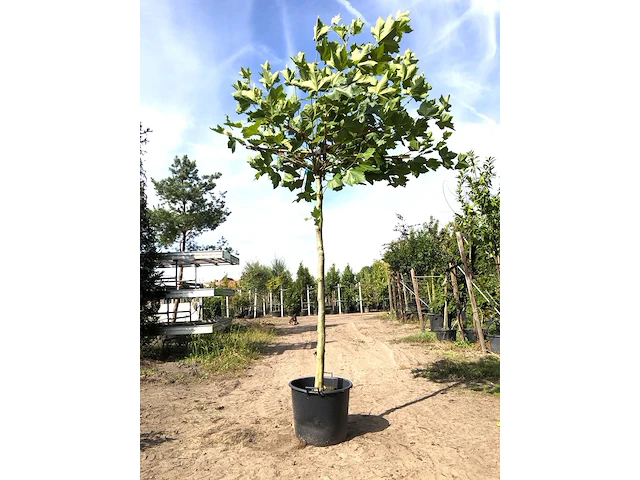 2x plataan platanus hispanica, dakboom, ca. 200 cm stamhoogte - afbeelding 2 van  2