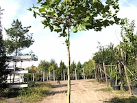 2x plataan platanus hispanica, dakboom, ca. 200 cm stamhoogte - afbeelding 2 van  2