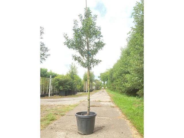 2x portugese laurier prunus 'angustifolia', leigeschikt, wintergroen, ca. 3-4 m hoog - afbeelding 1 van  2