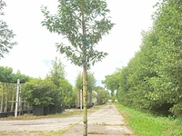 2x portugese laurier prunus 'angustifolia', leigeschikt, wintergroen, ca. 3-4 m hoog - afbeelding 1 van  2