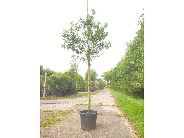 2x portugese laurier prunus 'angustifolia', leigeschikt, wintergroen, ca. 3-4 m hoog - afbeelding 2 van  2