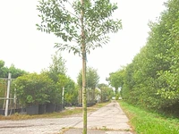 2x portugese laurier prunus 'angustifolia', leigeschikt, wintergroen, ca. 3-4 m hoog - afbeelding 2 van  2