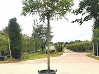 2x rode acacia robinia m. 'casque rouge', dakboom, rozerode bloei, ca. 220 cm stamhoogte - afbeelding 1 van  3