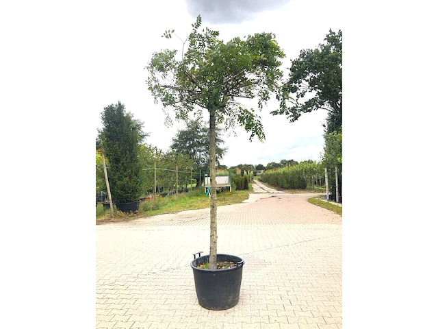 2x rode acacia robinia m. 'casque rouge', dakboom, rozerode bloei, ca. 220 cm stamhoogte - afbeelding 2 van  3