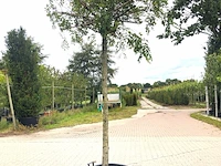 2x rode acacia robinia m. 'casque rouge', dakboom, rozerode bloei, ca. 220 cm stamhoogte - afbeelding 2 van  3