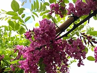 2x rode acacia robinia m. 'casque rouge', dakboom, rozerode bloei, ca. 220 cm stamhoogte - afbeelding 3 van  3