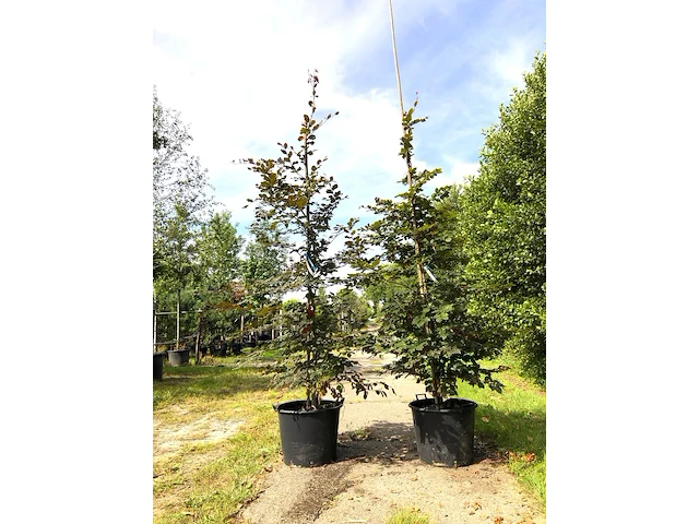 2x rode beuk fagus 'atropunicea', haagplant, roodbladig, ca. 250 cm hoog - afbeelding 1 van  1