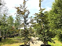 2x rode beuk fagus 'atropunicea', haagplant, roodbladig, ca. 250 cm hoog - afbeelding 1 van  1