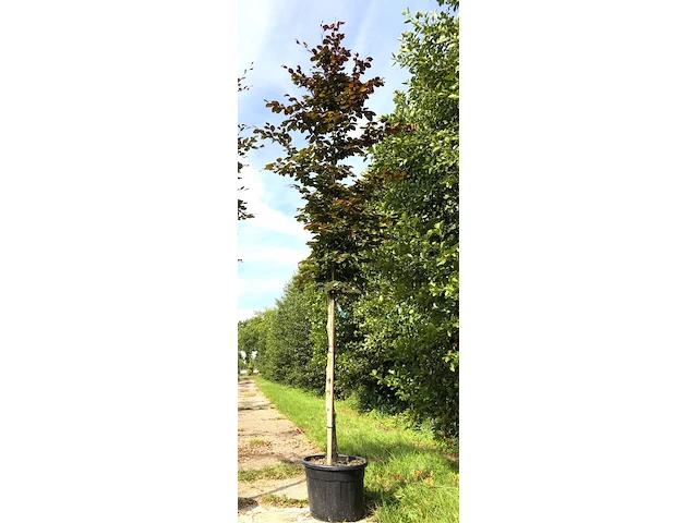 2x rode beuk fagus 'atropunicea', roodbladig, ca. 4 m hoog - afbeelding 1 van  2