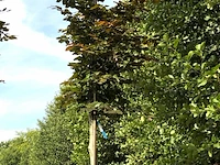 2x rode beuk fagus 'atropunicea', roodbladig, ca. 4 m hoog - afbeelding 1 van  2