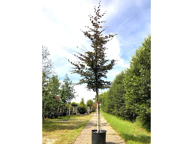 2x rode beuk fagus 'atropunicea', roodbladig, ca. 4 m hoog - afbeelding 2 van  2
