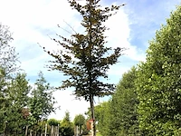 2x rode beuk fagus 'atropunicea', roodbladig, ca. 4 m hoog - afbeelding 2 van  2