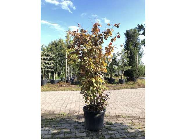 2x rode hazelaar corylus 'purpurea', sierheester, roodbladig, ca. 225 cm hoog - afbeelding 1 van  2
