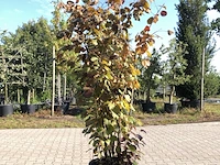 2x rode hazelaar corylus 'purpurea', sierheester, roodbladig, ca. 225 cm hoog - afbeelding 1 van  2