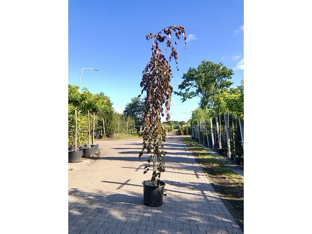 2x rode treurbeuk fagus 'purple fountain', prieelboom, roodbladig, ca. 3 m hoog - afbeelding 1 van  2