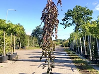2x rode treurbeuk fagus 'purple fountain', prieelboom, roodbladig, ca. 3 m hoog - afbeelding 1 van  2
