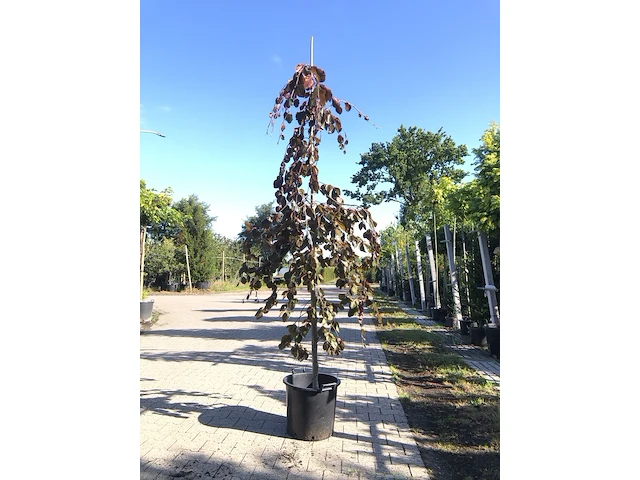 2x rode treurbeuk fagus 'purple fountain', prieelboom, roodbladig, ca. 3 m hoog - afbeelding 2 van  2