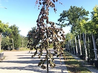 2x rode treurbeuk fagus 'purple fountain', prieelboom, roodbladig, ca. 3 m hoog - afbeelding 2 van  2