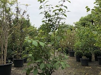 2x schoonvrucht callicarpa b. 'profusion', sierheester, paarse bloei - afbeelding 1 van  3