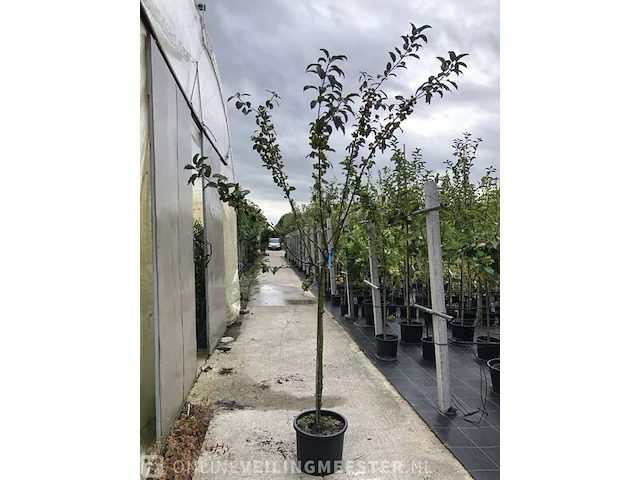 2x sierappel malus 'red sentinel', halfstam, roodoranje sierappels - afbeelding 1 van  3
