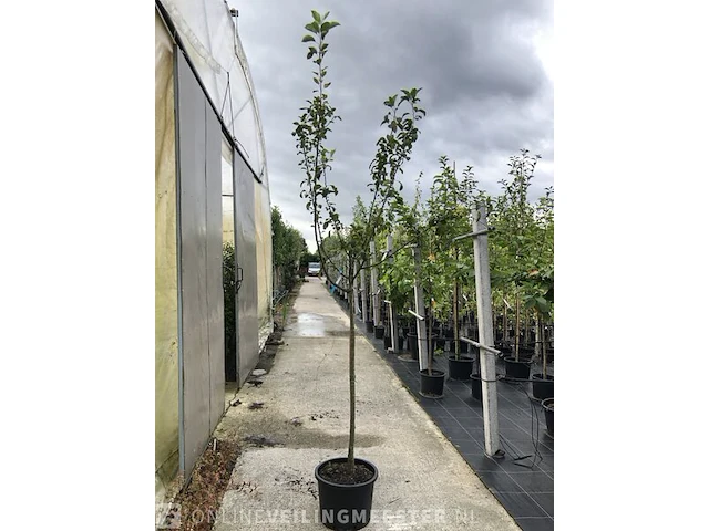 2x sierappel malus 'red sentinel', halfstam, roodoranje sierappels - afbeelding 2 van  3