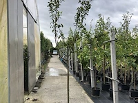 2x sierappel malus 'red sentinel', halfstam, roodoranje sierappels - afbeelding 2 van  3