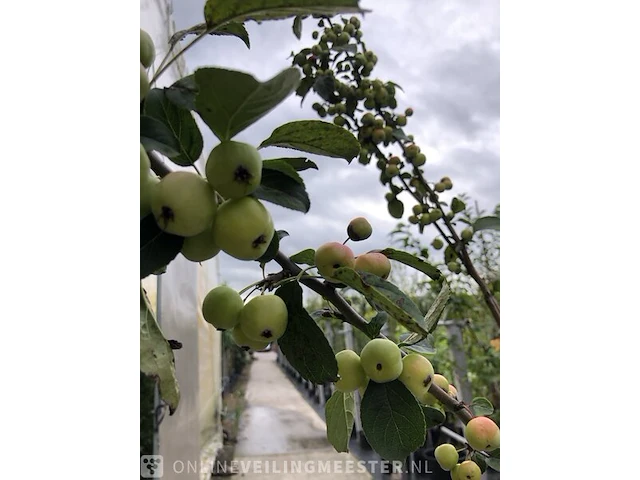 2x sierappel malus 'red sentinel', halfstam, roodoranje sierappels - afbeelding 3 van  3