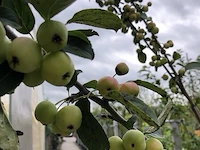 2x sierappel malus 'red sentinel', halfstam, roodoranje sierappels - afbeelding 3 van  3