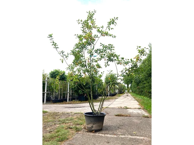 2x sierappel malus 'red sentinel', meerstammig, rode sierappeltjes, ca. 250 cm - afbeelding 1 van  3