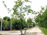 2x sierappel malus 'red sentinel', meerstammig, rode sierappeltjes, ca. 250 cm - afbeelding 1 van  3