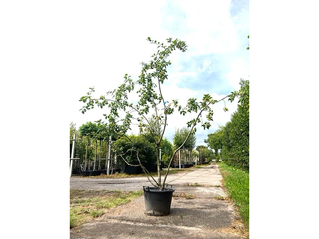 2x sierappel malus 'red sentinel', meerstammig, rode sierappeltjes, ca. 250 cm - afbeelding 2 van  3