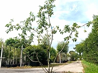 2x sierappel malus 'red sentinel', meerstammig, rode sierappeltjes, ca. 250 cm - afbeelding 2 van  3