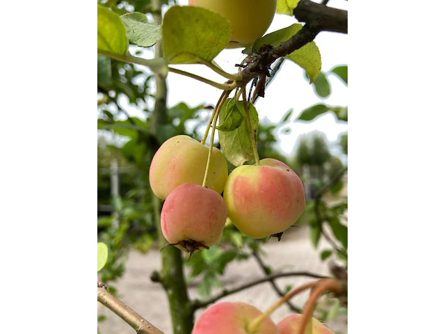 2x sierappel malus 'red sentinel', meerstammig, rode sierappeltjes, ca. 250 cm - afbeelding 3 van  3