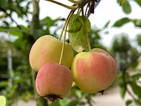 2x sierappel malus 'red sentinel', meerstammig, rode sierappeltjes, ca. 250 cm - afbeelding 3 van  3