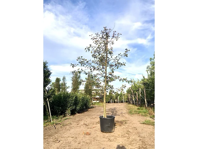 2x sierappel malus 'royalty', bloesemboom, dieprode sierappels, ca. 3 m hoog - afbeelding 1 van  3