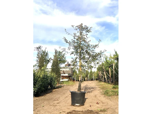 2x sierappel malus 'royalty', bloesemboom, dieprode sierappels, ca. 3 m hoog - afbeelding 2 van  3