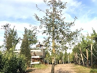 2x sierappel malus 'royalty', bloesemboom, dieprode sierappels, ca. 3 m hoog - afbeelding 2 van  3
