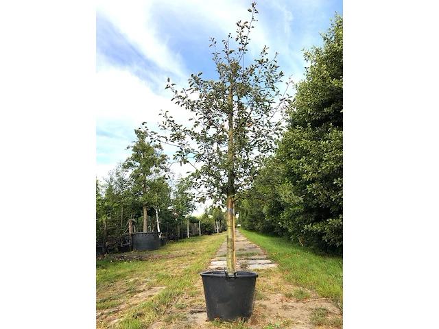 2x sierappel malus 'royalty', bloesemboom, dieprode sierappels, ca. 3 m hoog - afbeelding 1 van  3