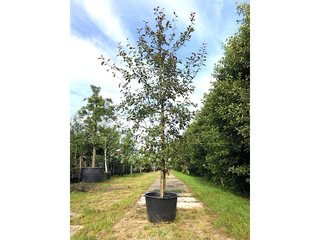 2x sierappel malus 'royalty', bloesemboom, dieprode sierappels, ca. 3 m hoog - afbeelding 2 van  3