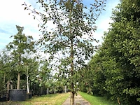 2x sierappel malus 'royalty', bloesemboom, dieprode sierappels, ca. 3 m hoog - afbeelding 2 van  3