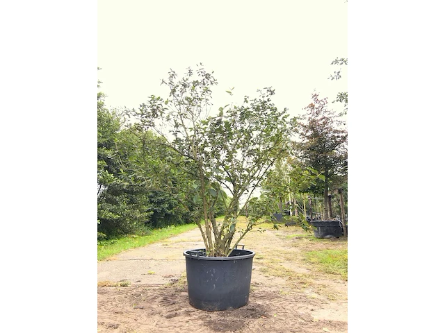 2x sneeuwbal viburnum carlcephalum, meerstammig, witte bloei, ca. 200 cm hoog - afbeelding 1 van  3