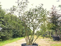 2x sneeuwbal viburnum carlcephalum, meerstammig, witte bloei, ca. 200 cm hoog - afbeelding 1 van  3