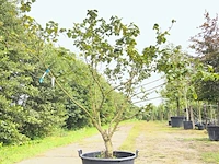 2x sneeuwbal viburnum carlcephalum, meerstammig, witte bloei, ca. 200 cm hoog - afbeelding 2 van  3