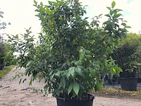 2x specerijstruik calycanthus floridus, sierheester, ca. 175 cm - afbeelding 1 van  2