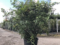 2x specerijstruik calycanthus floridus, sierheester, ca. 175 cm - afbeelding 2 van  2