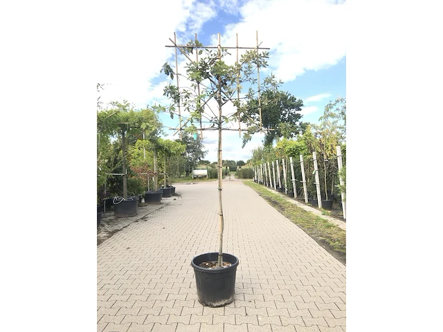 2x steeneik quercus ilex, leiboom, wintergroen, ca. 150 cm stamhoogte - afbeelding 1 van  2
